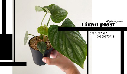 قیمت گلدان پلاستیکی برای گلخانه